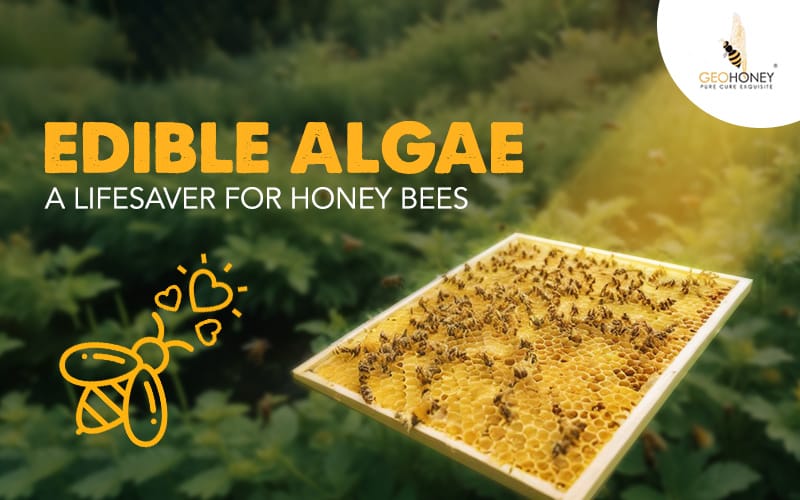 Edible Algae